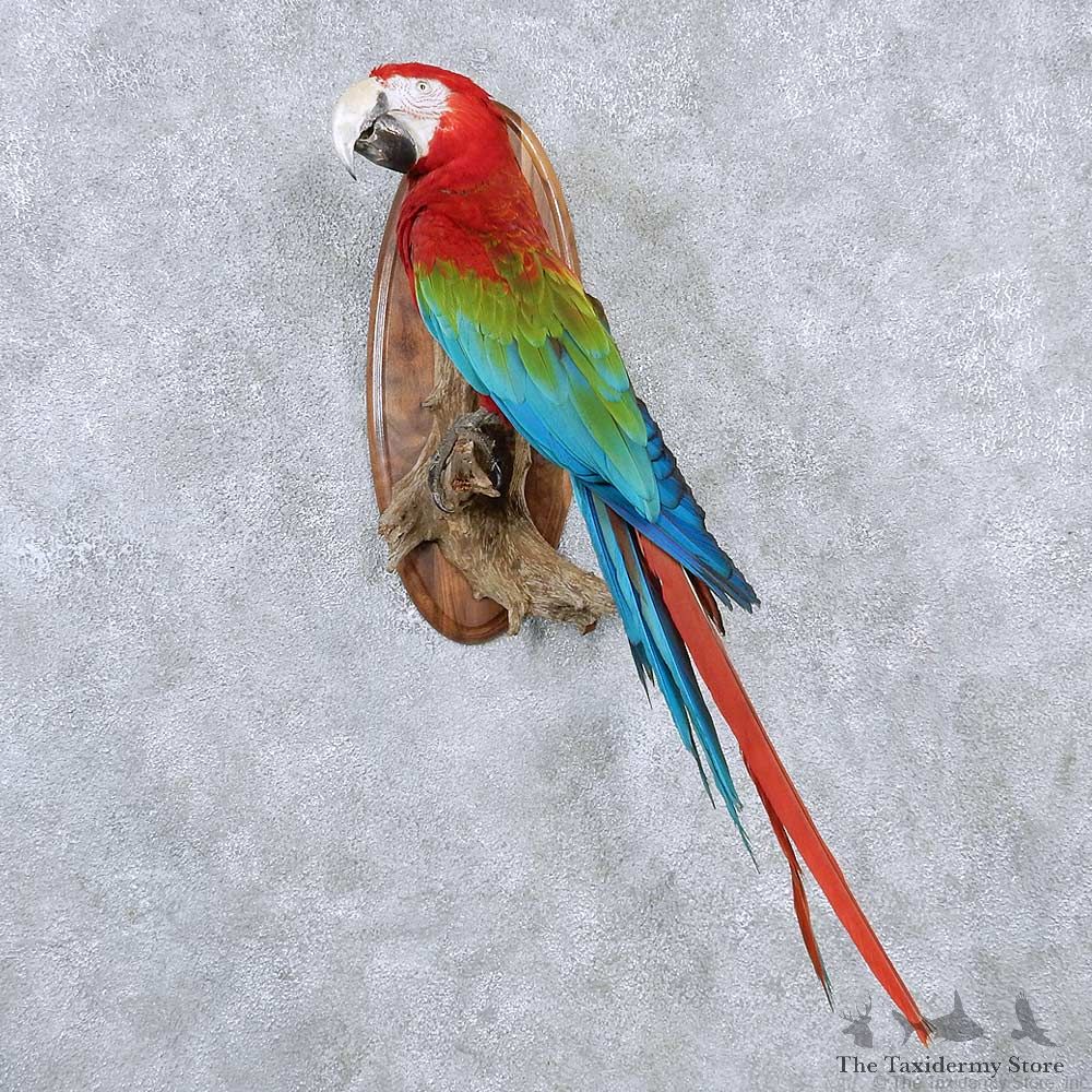 Green Winged Macaw Taxidermy Mount #13170 For Sale @ The Taxidermy Store