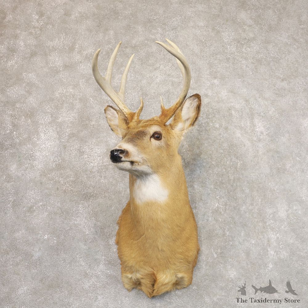 Whitetail Deer Shoulder Mount #22195 For Sale - The Taxidermy Store
