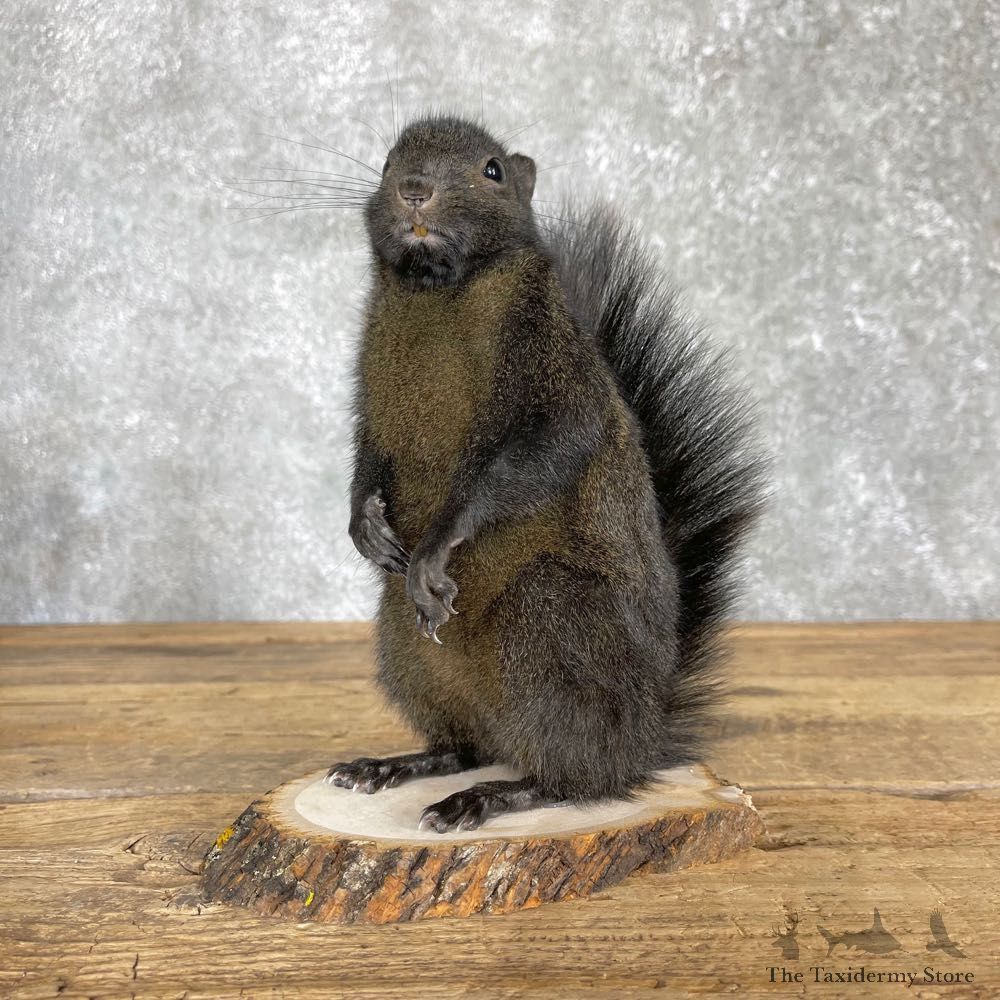 Black Squirrel Life-Size Mount For Sale #24350 @ The Taxidermy Store