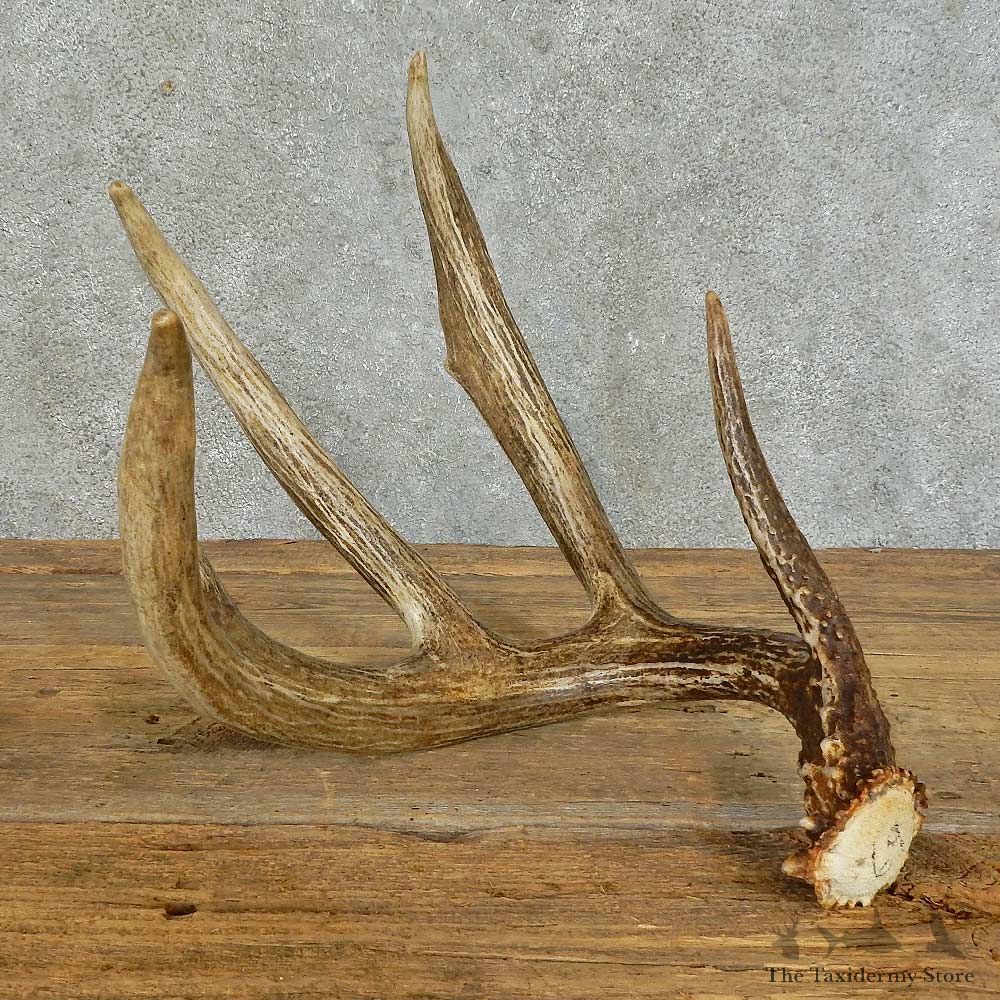 Whitetail Deer Antler Shed For Sale #16161 @ The Taxidermy Store