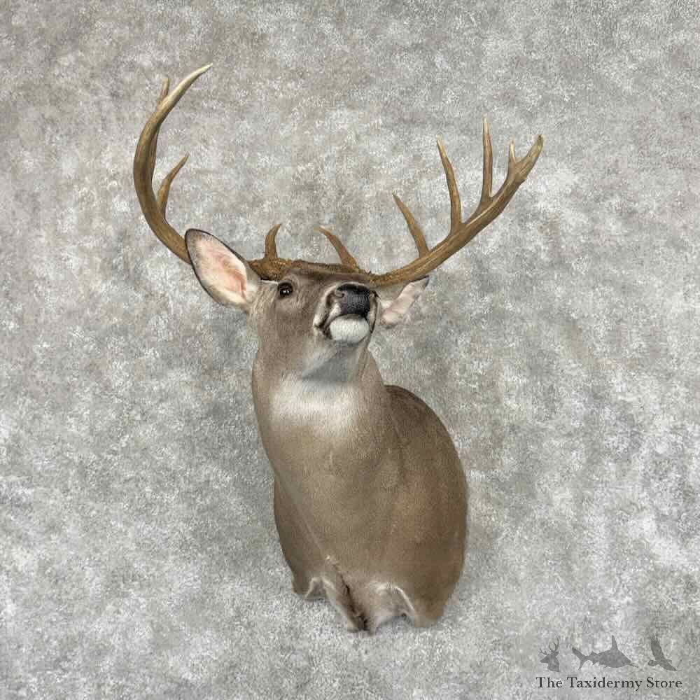 Texas Whitetail Deer Shoulder Mount For Sale #32080 @ The Taxidermy Store