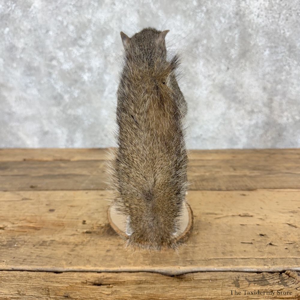 Skiing Squirrel Novelty Mount For Sale #30210 @ The Taxidermy Store