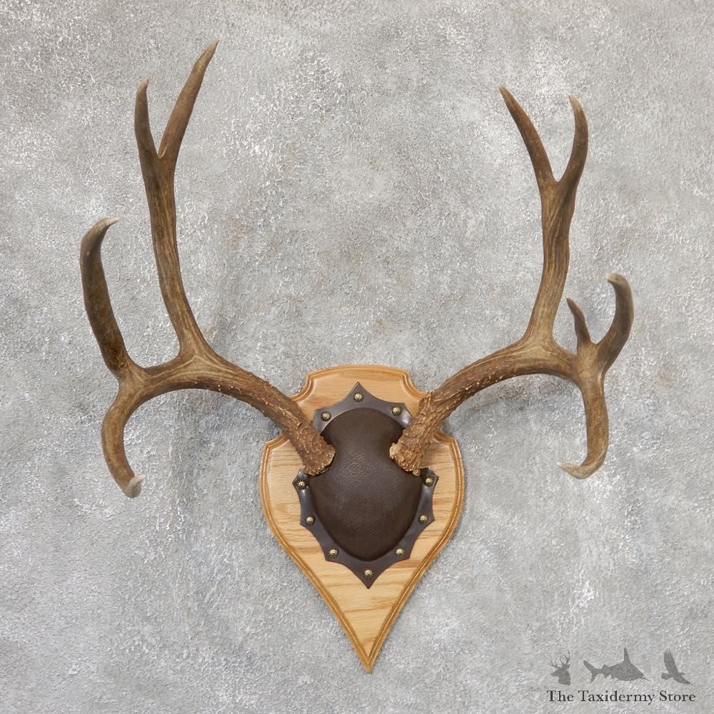 Mule Deer Taxidermy Plaque #19006 For Sale @ The Taxidermy Store