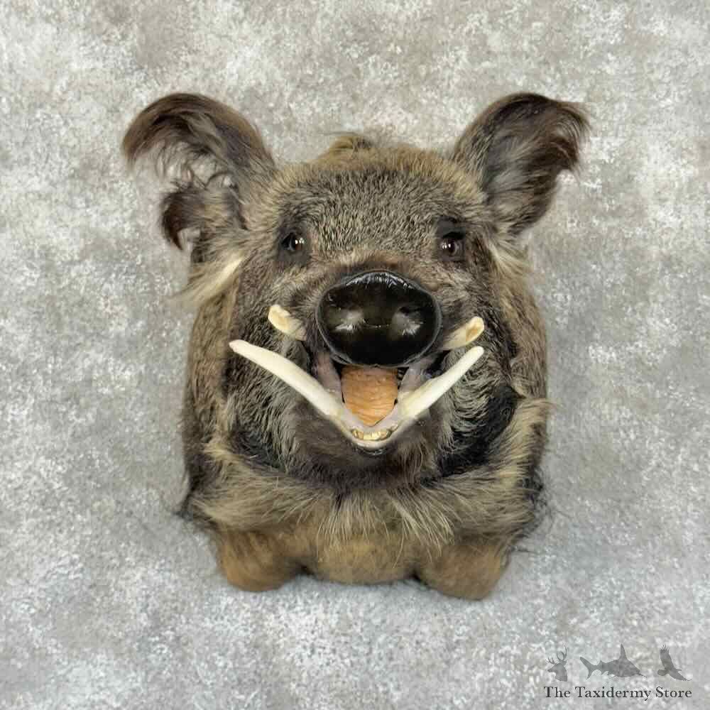 Wild Boar Shoulder Mount For Sale #30858 @ The Taxidermy Store