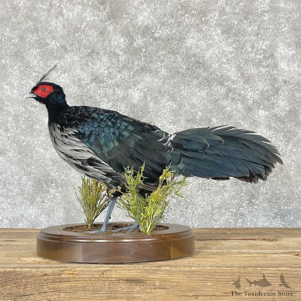 Nepal Kalij Pheasant Bird Mount For Sale #28760 @ The Taxidermy Store