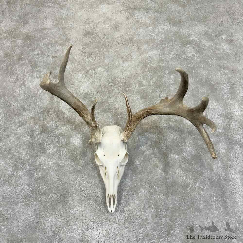 Whitetail Deer Skull European Mount For Sale #30574 @ The Taxidermy Store