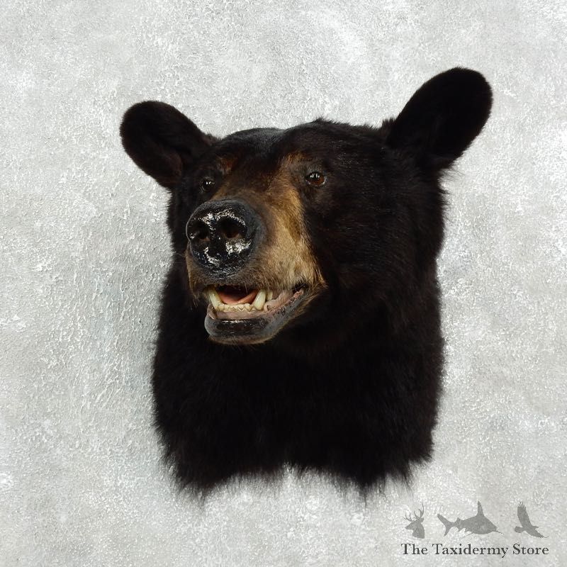 Black Bear Mount For Sale #17597 @ The Taxidermy Store