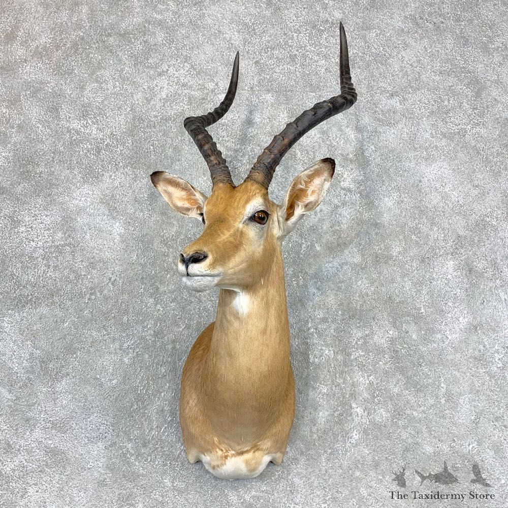 African Impala Shoulder Taxidermy Mount #23352 For Sale @ The Taxidermy Store