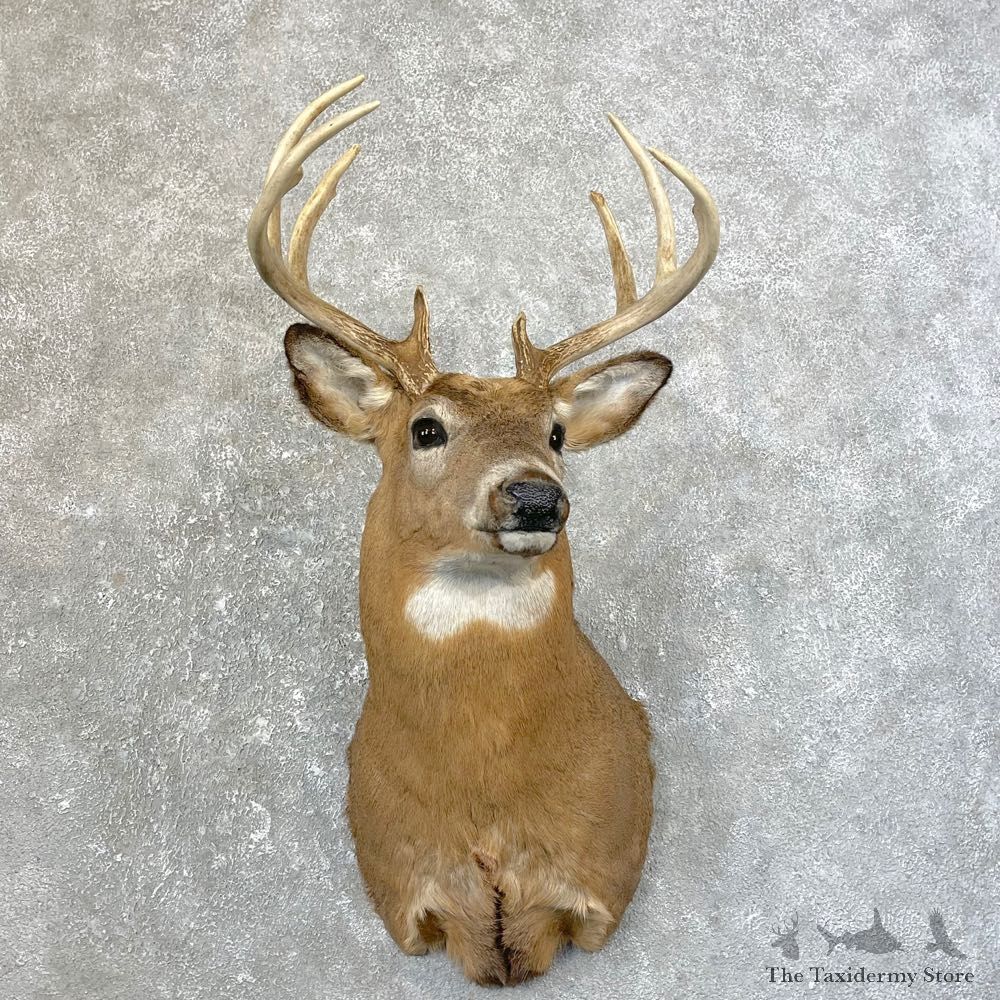 Whitetail Deer Taxidermy Shoulder Mount For Sale #25183 @ The Taxidermy Store