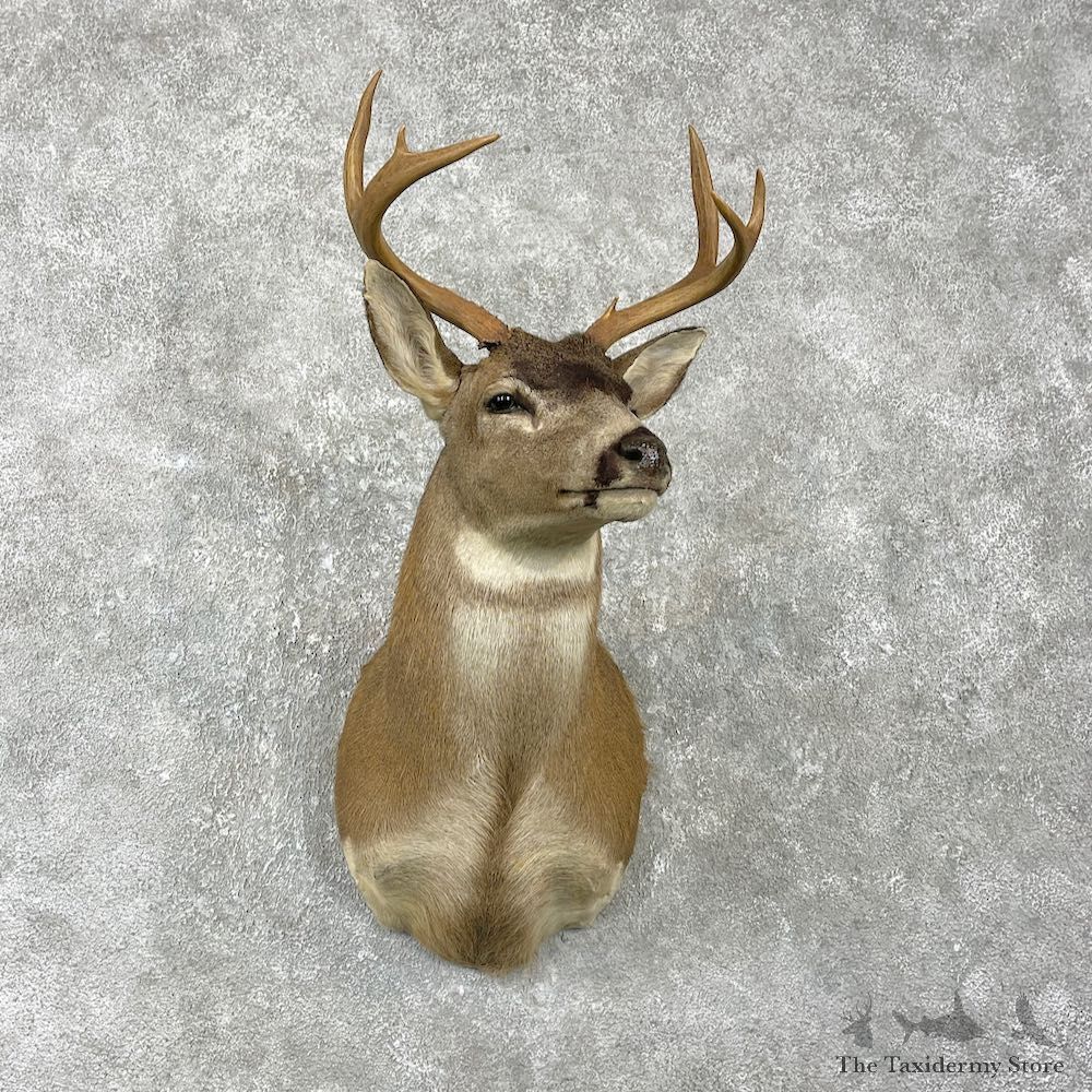 Sitka Blacktail Deer Shoulder Mount For Sale #25976 For Sale @ The Taxidermy Store