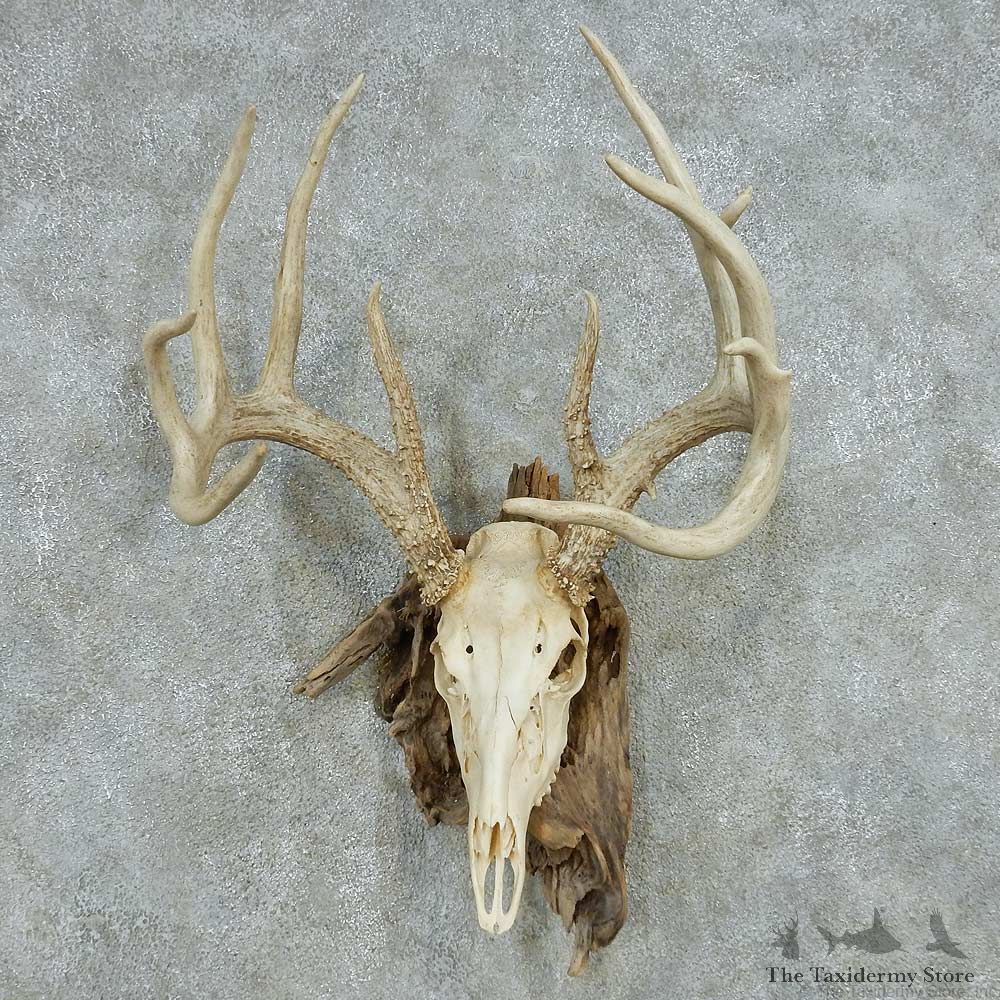 Whitetail Deer Skull Antlers European Mount #13570 For Sale @ The Taxidermy Store