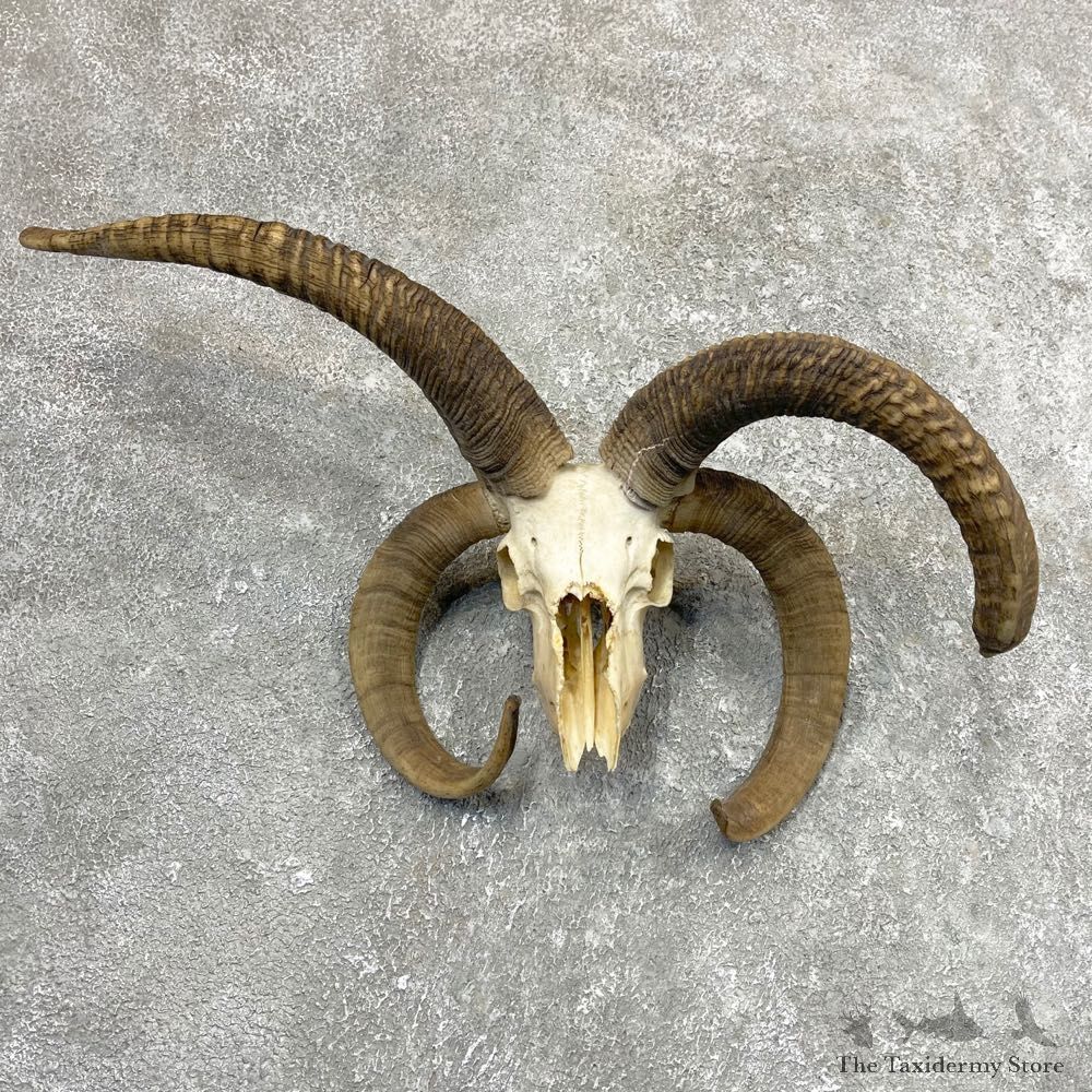 Jacob’s Four Horn Skull European Mount For Sale #24569 @ The Taxidermy Store
