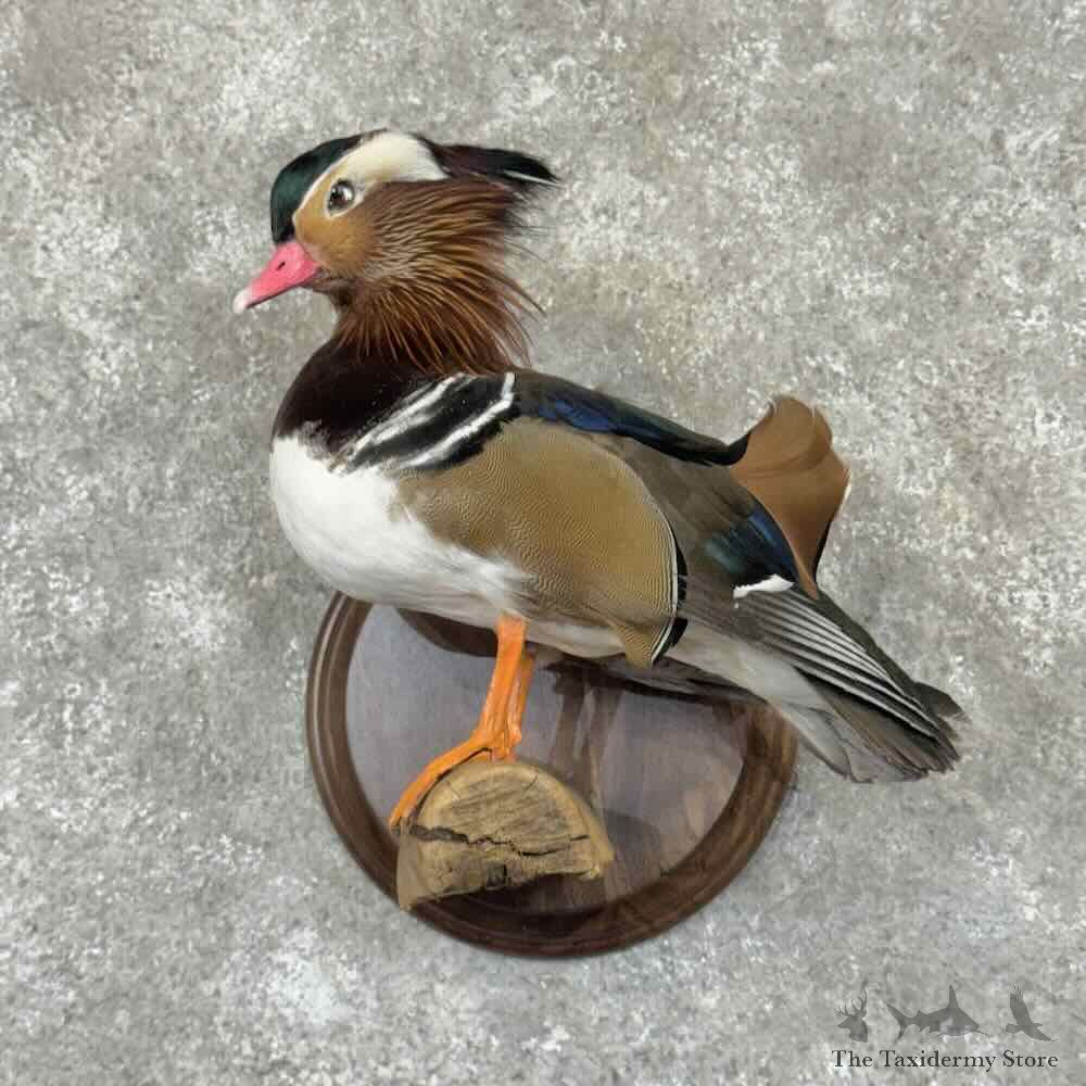 Mandarin Duck Bird Mount For Sale #31524 @ The Taxidermy Store