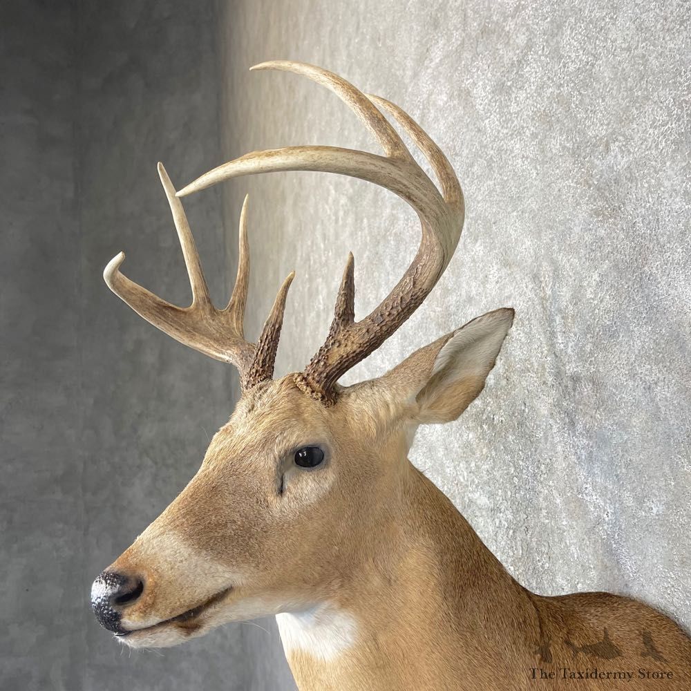 Whitetail Deer Shoulder Mount #24598 For Sale - The Taxidermy Store