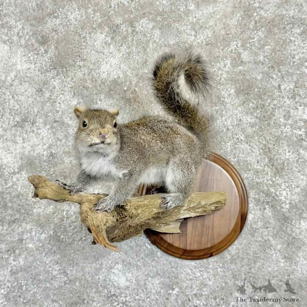 Grey Squirrel Life-Size Mount For Sale #31368 @ The Taxidermy Store