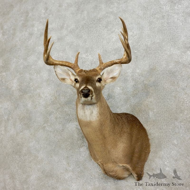 Whitetail Deer Shoulder Mount #17566 For Sale - The Taxidermy Store