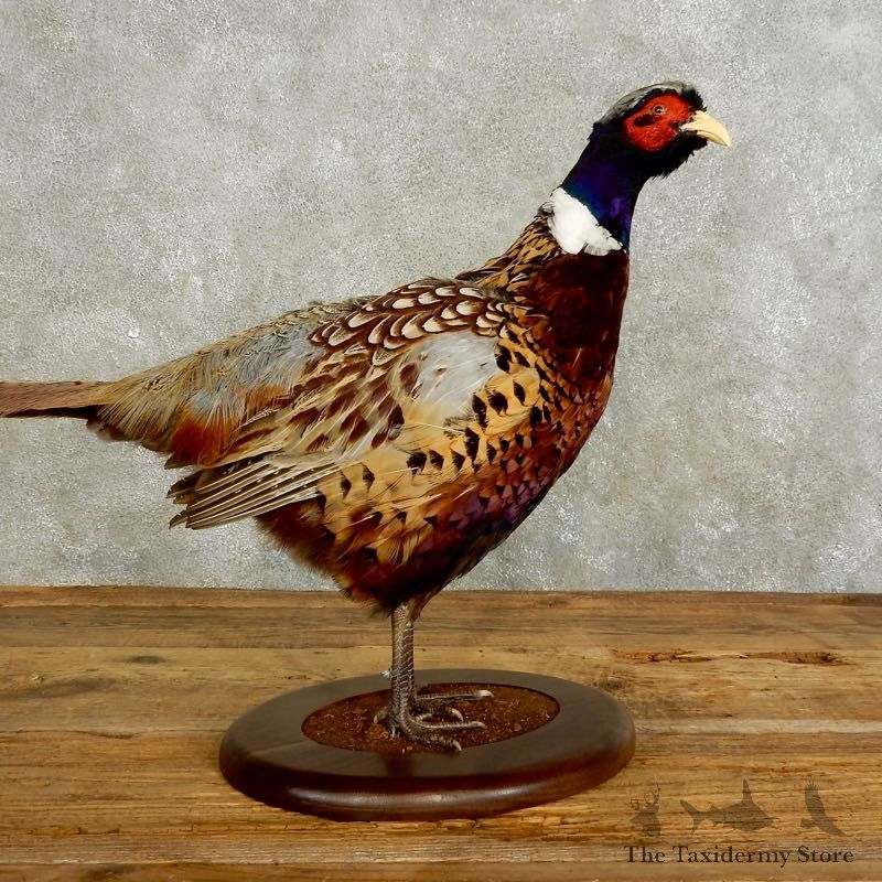 Ringneck Pheasant Bird Mount For Sale #17549 @ The Taxidermy Store