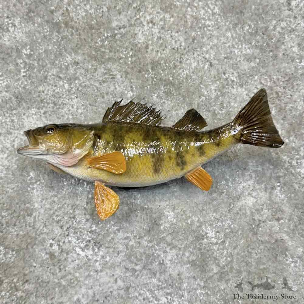 Yellow Perch Fish Mount For Sale #30519 @ The Taxidermy Store