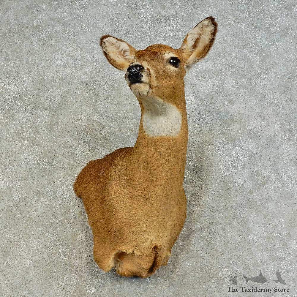 Whitetail Deer Doe Shoulder Mount For Sale #16376 @ The Taxidermy Store