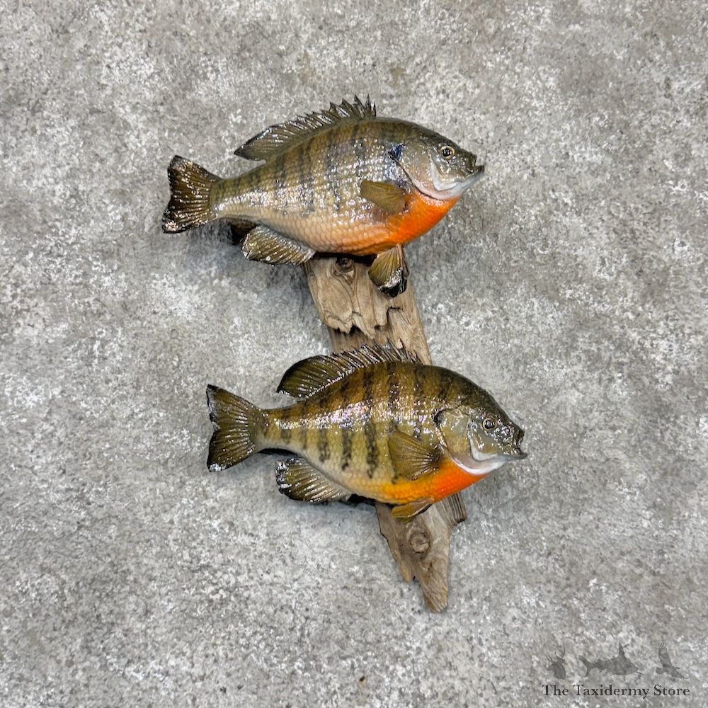 Bluegill Pair Fish Mount For Sale #30278 @ The Taxidermy Store
