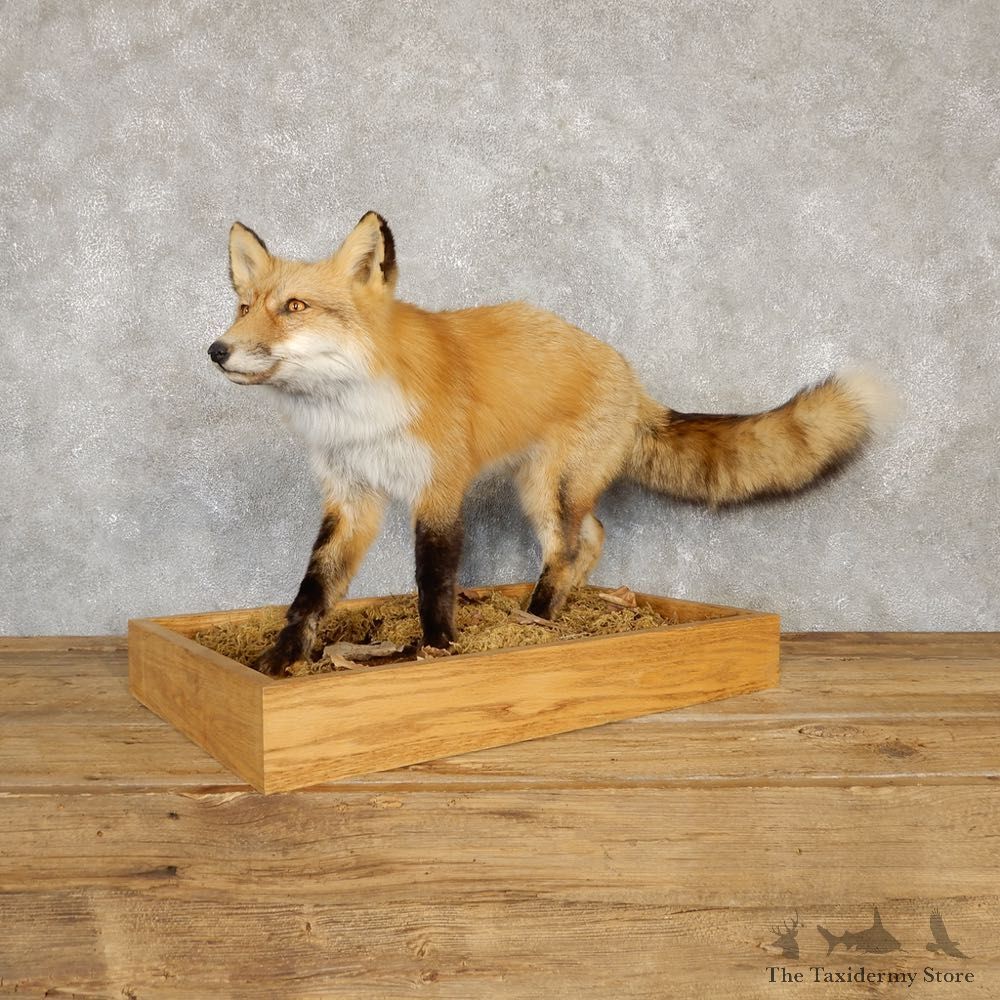 Red Fox Life-Size Mount For Sale #20114 @ The Taxidermy Store