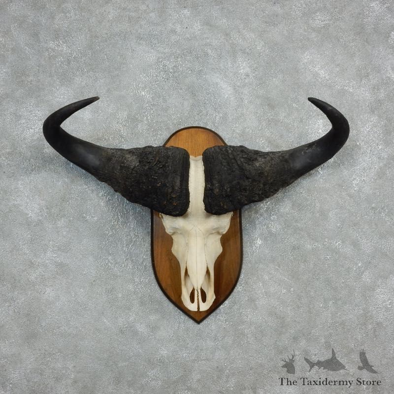 Cape Buffalo Skull Horns Mount For Sale #17933 For Sale @ The Taxidermy Store