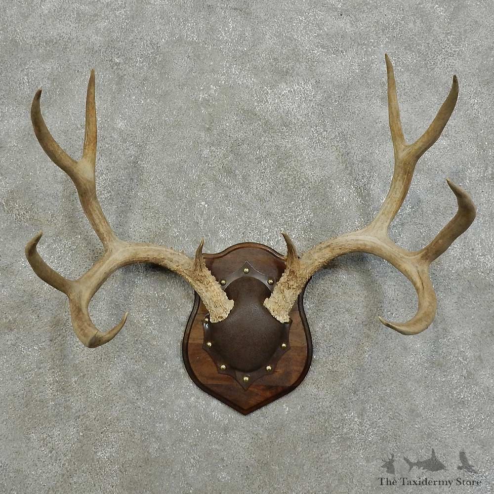 Mule Deer Antler Plaque For Sale #15992 @ The Taxidermy Store