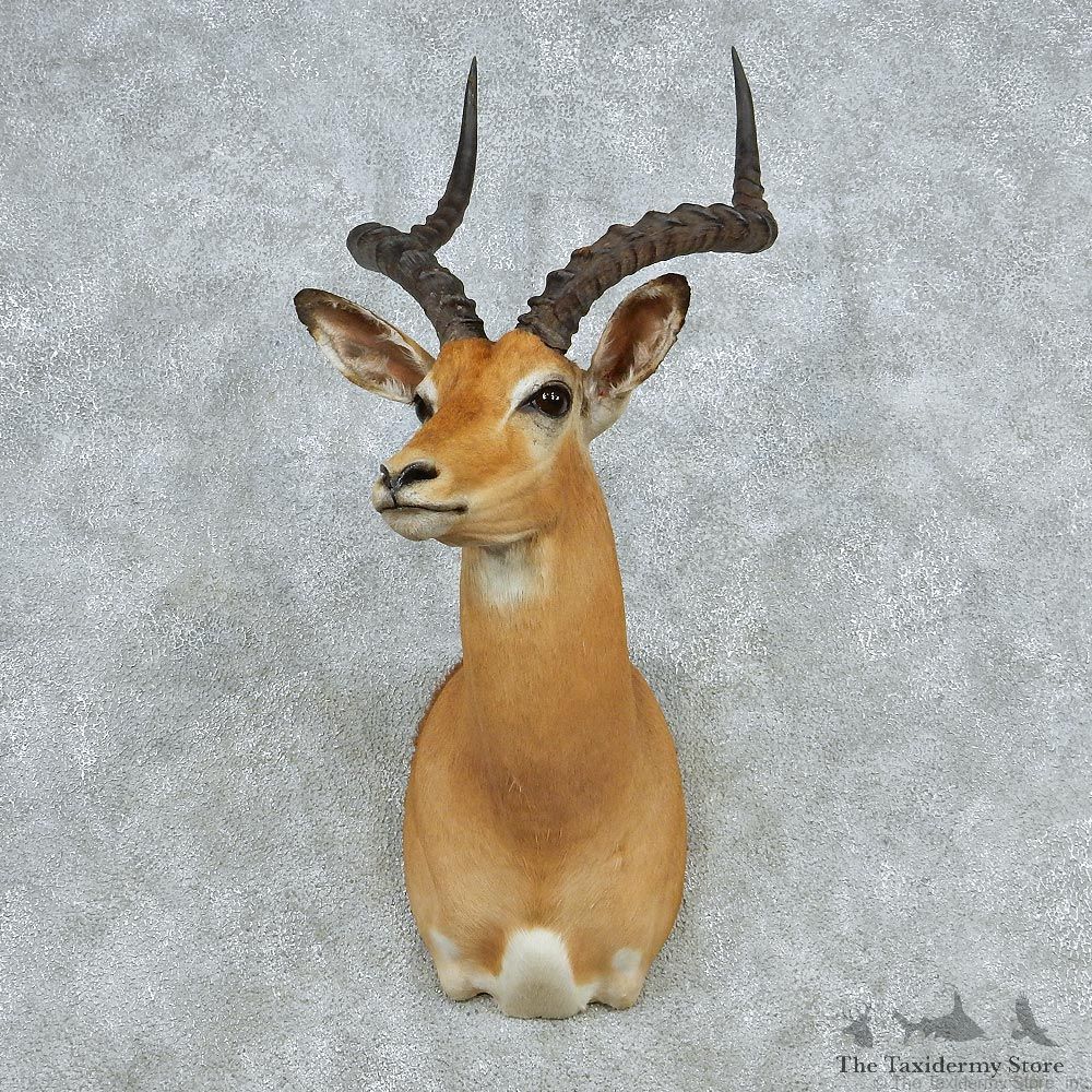 African Impala Shoulder Taxidermy Mount #13064 For Sale @ The Taxidermy Store