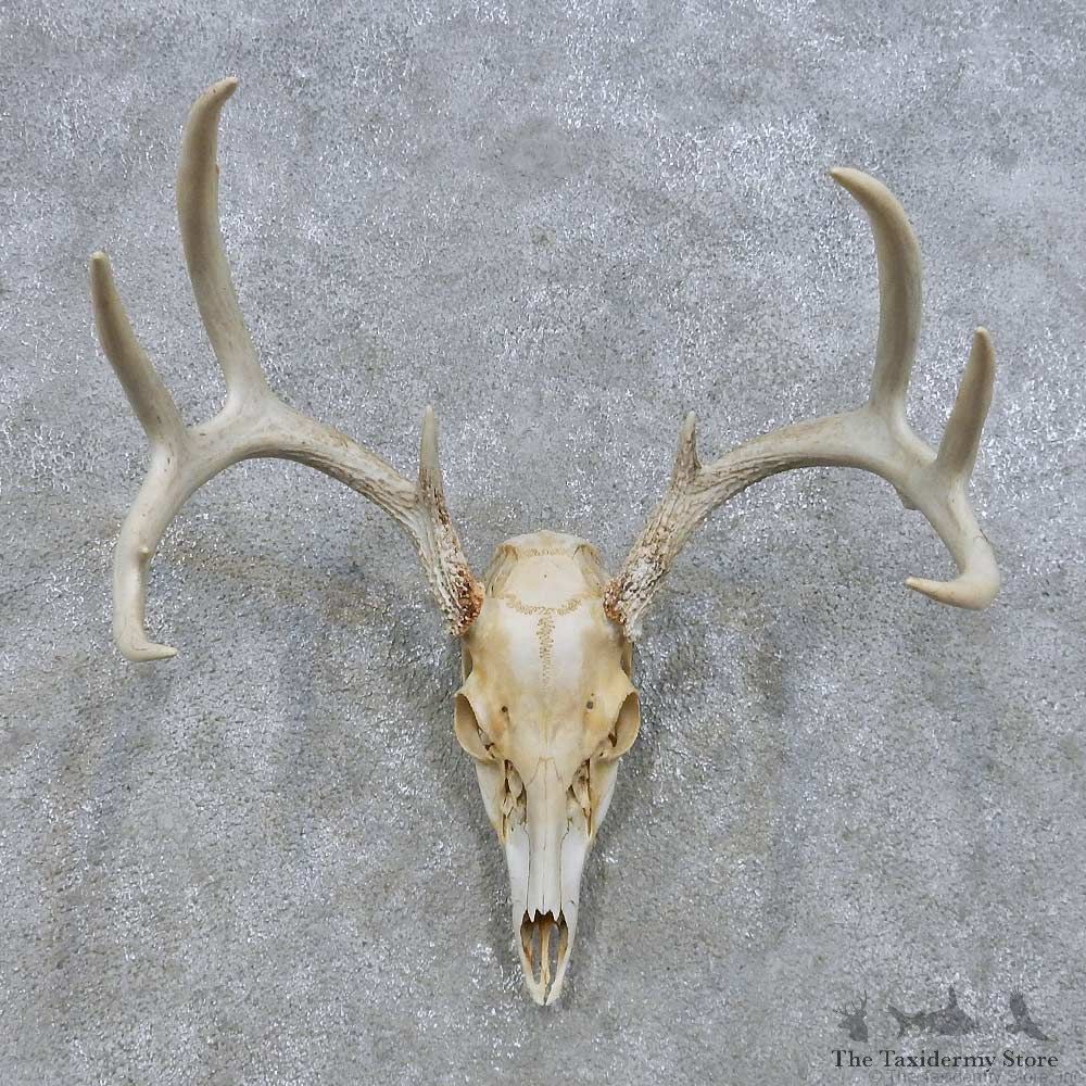 Whitetail Deer Skull European Mount For Sale #14674 @ The Taxidermy Store