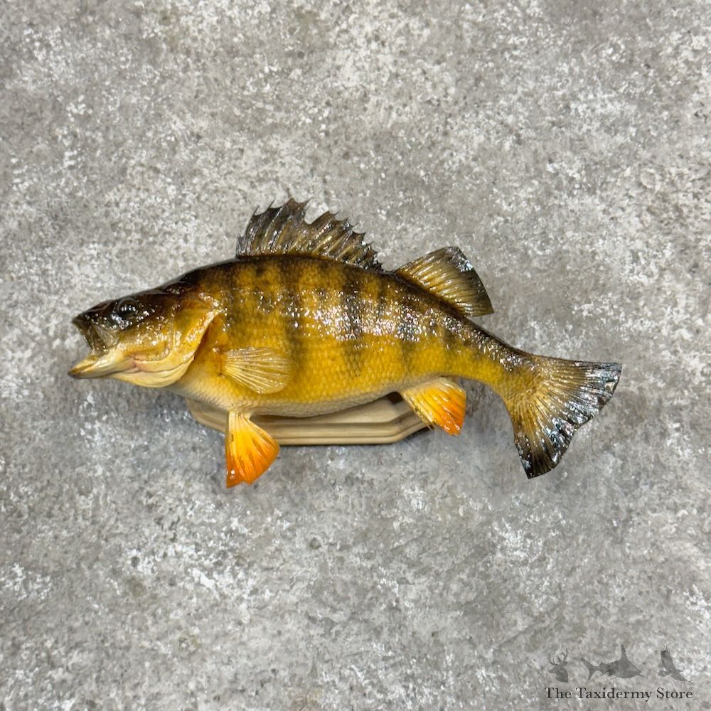 Yellow Perch Fish Mount For Sale #29921 @ The Taxidermy Store