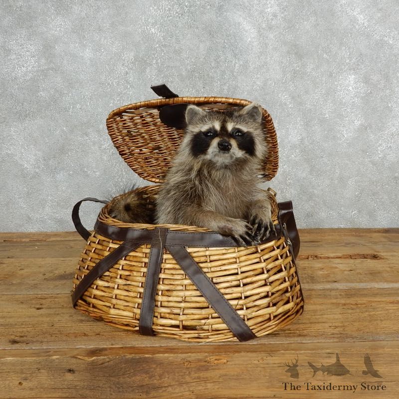 Creel Raccoon Mount For Sale #18133 @ The Taxidermy Store