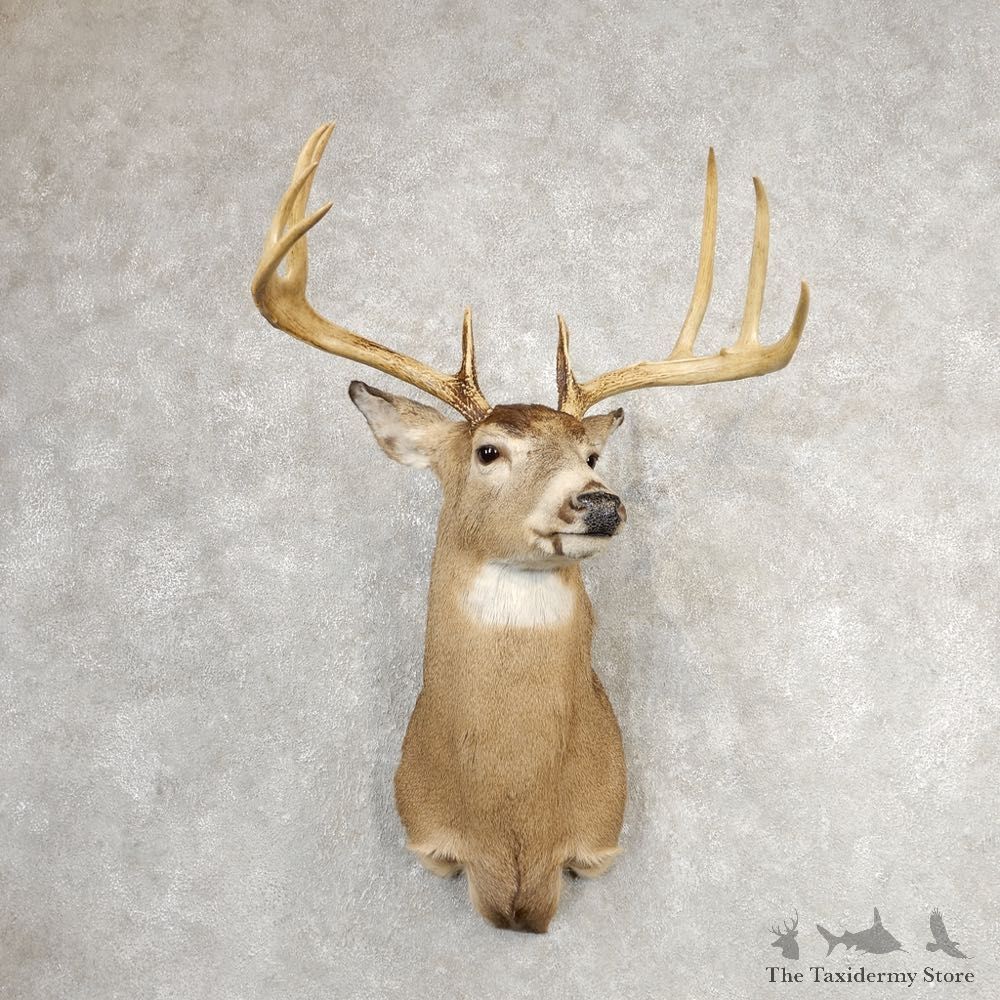 Whitetail Deer Shoulder Mount #21079 For Sale - The Taxidermy Store