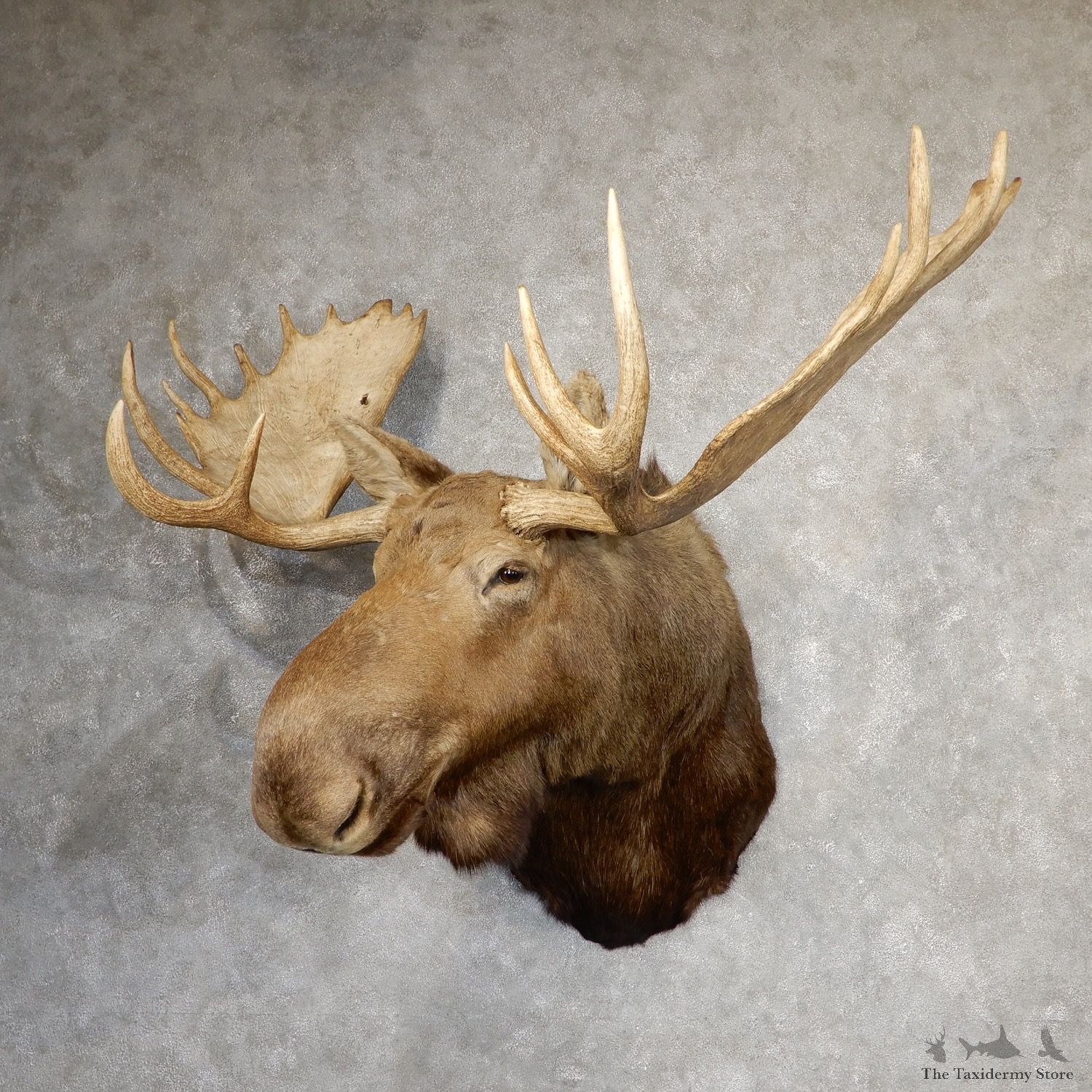 Moose Shoulder Mount For Sale #19050 @ The Taxidermy Store