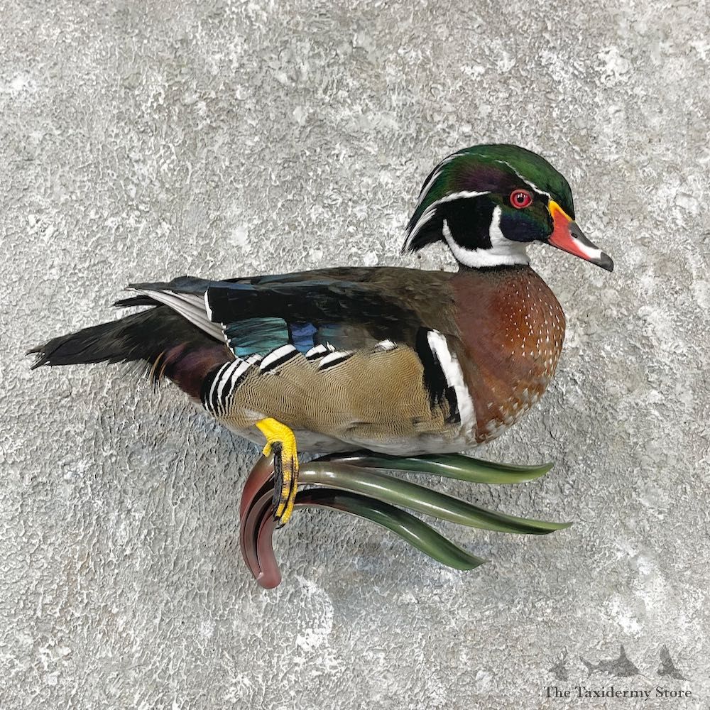 Wood Duck Taxidermy Bird Mount For Sale #26062 @ The Taxidermy Store