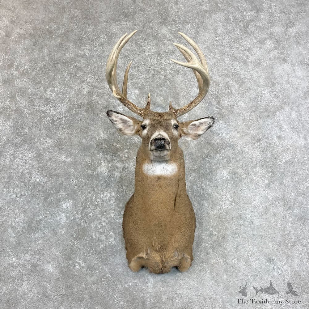 Whitetail Deer Shoulder Mount For Sale #28006 @ The Taxidermy Store