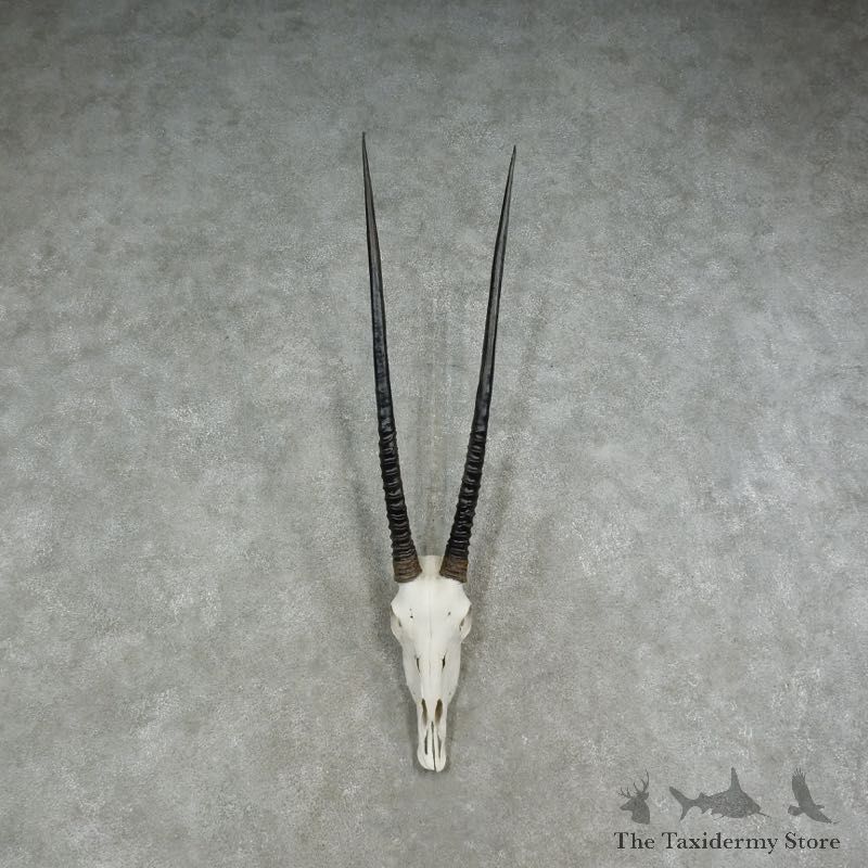 Gemsbok Skull & Horn European Mount For Sale #17069 @ The Taxidermy Store