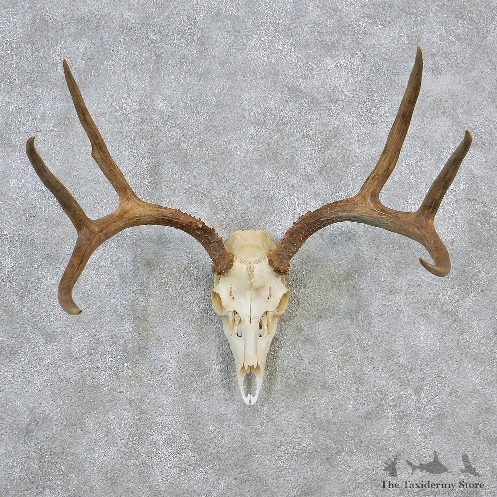 Whitetail Deer European Antler Skull Taxidermy Mount #12630 For Sale @ The Taxidermy Store