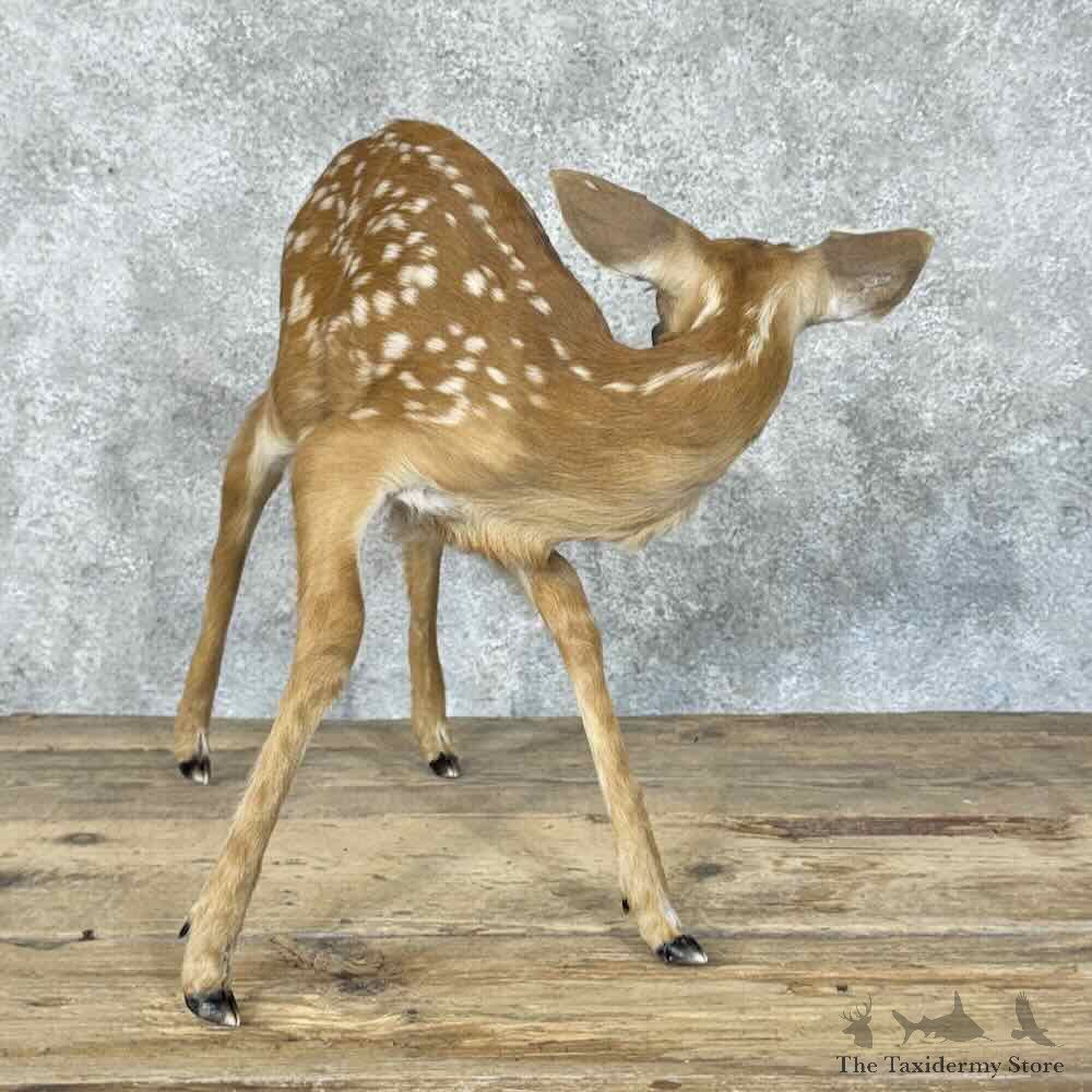 Whitetail Deer Fawn Life-Size Mount For Sale #30560 @ The Taxidermy Store
