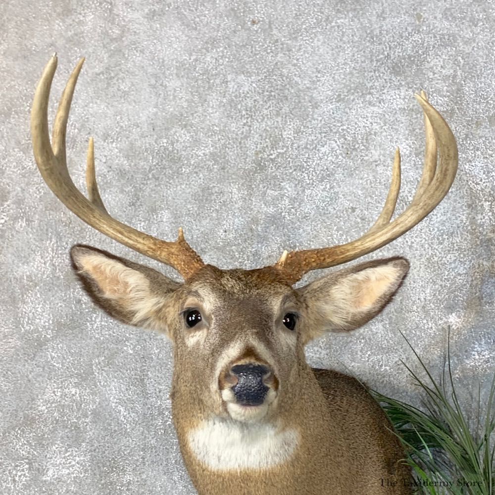 Whitetail Deer Shoulder Taxidermy Mount Pair For Sale #23659 @ The Taxidermy Store