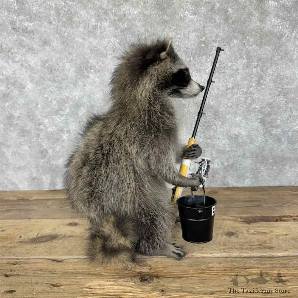 Fishing Raccoon Novelty Mount For Sale #30693 @ The Taxidermy Store
