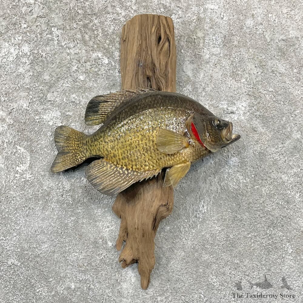 Black Crappie Taxidermy Fish Mount For Sale #27828 @ The Taxidermy Store