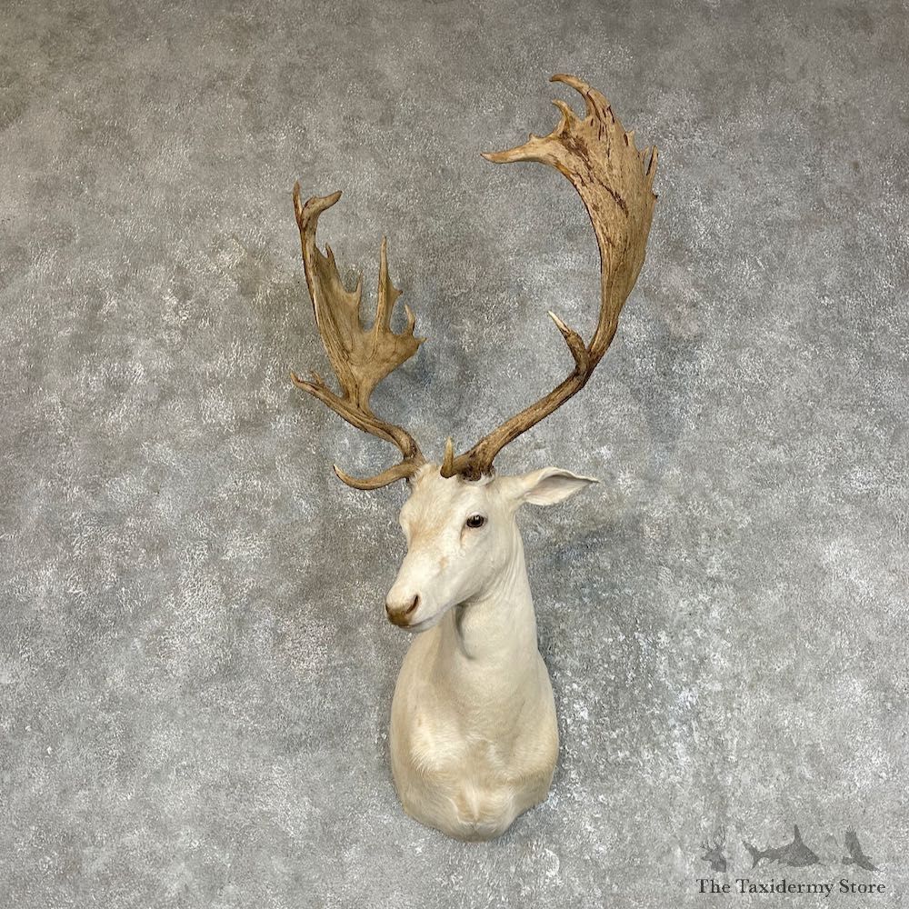 White Fallow Deer Shoulder Mount For Sale #25718 @ The Taxidermy Store