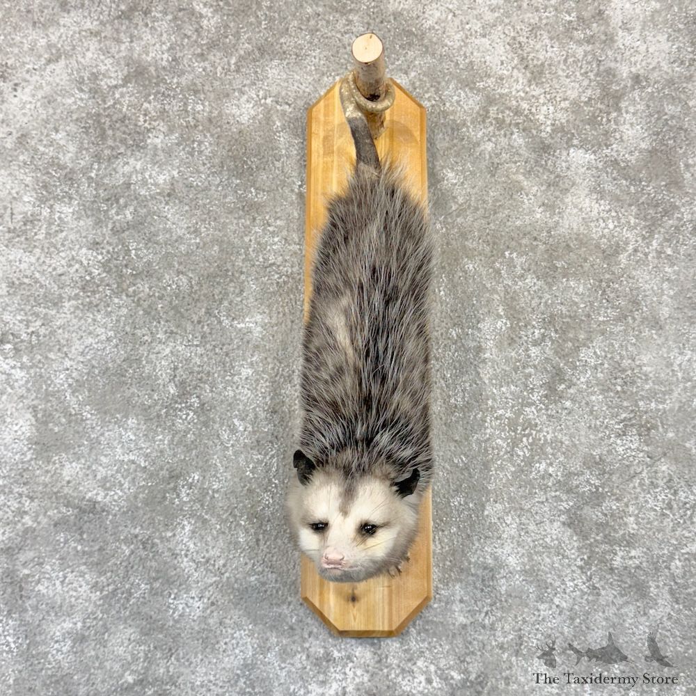 Wall Hanging Opossum Mount For Sale #29935 @ The Taxidermy Store