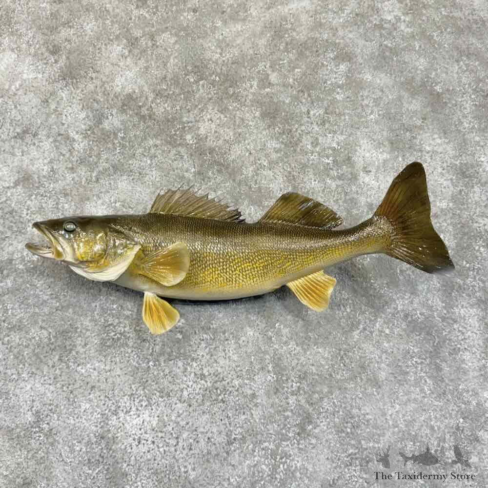 Walleye Fish Mount For Sale #30740 @ The Taxidermy Store