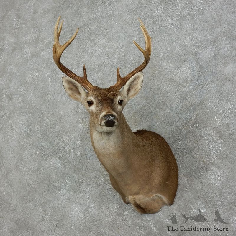 Whitetail Deer Shoulder Mount #17526 For Sale - The Taxidermy Store