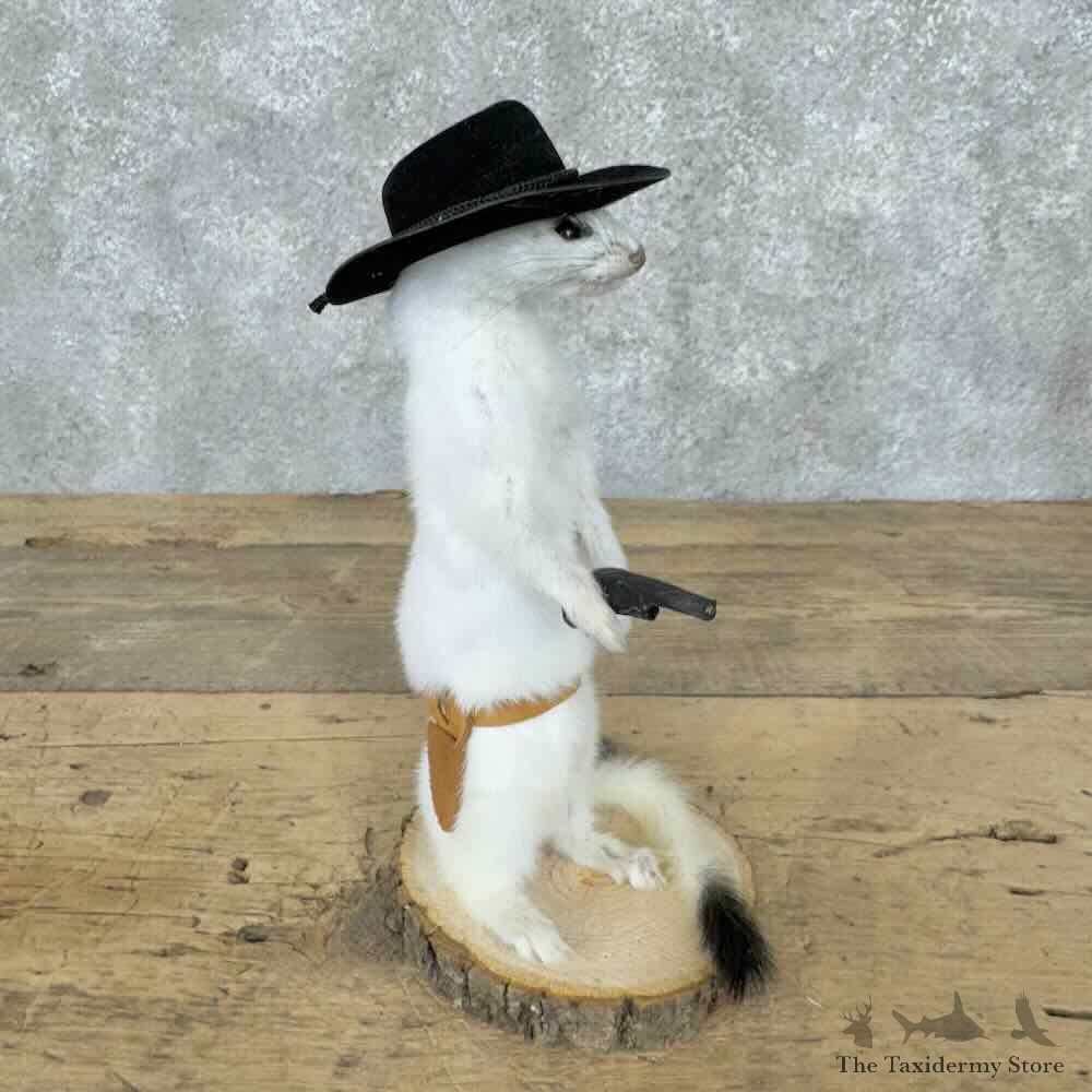 Cowboy Ermine Novelty Mount For Sale #30616 @ The Taxidermy Store