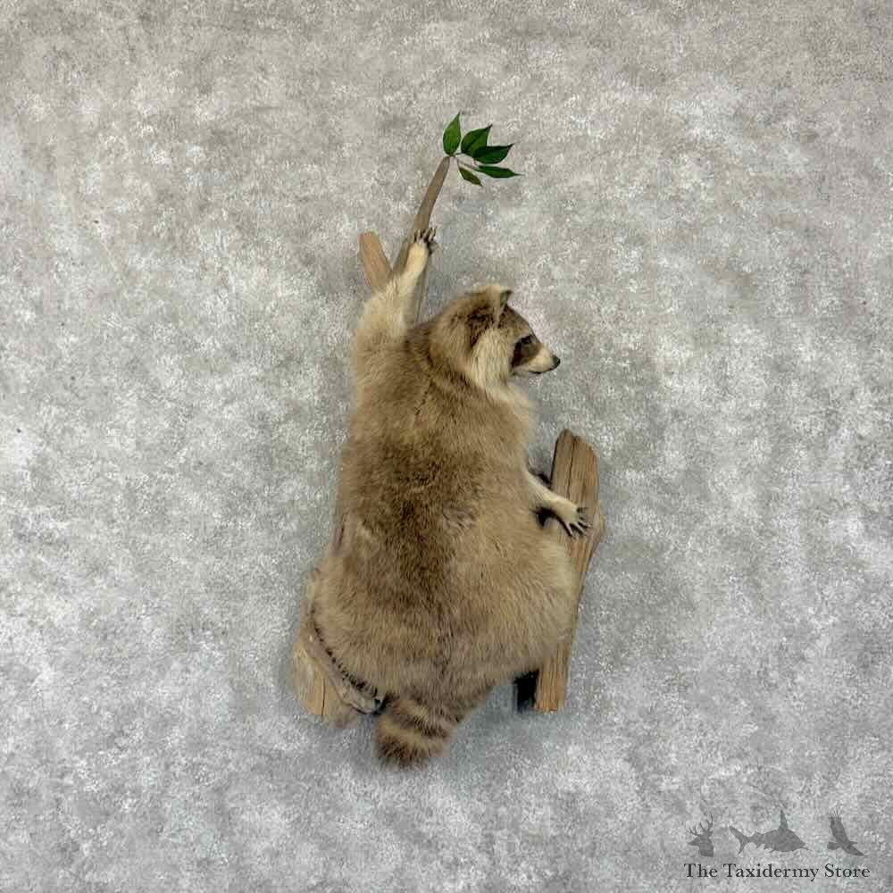 Raccoon Life-Size Mount For Sale #30790 @ The Taxidermy Store