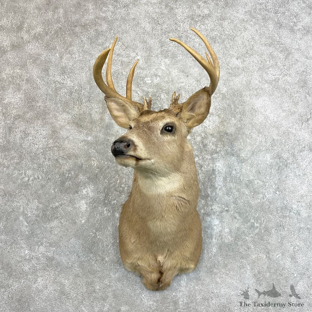Whitetail Deer Shoulder Mount For Sale #27775 - The Taxidermy Store