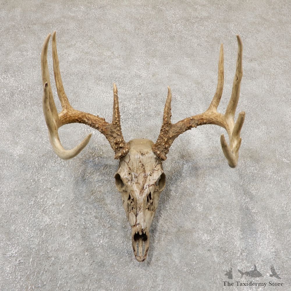 Whitetail Deer Skull Antler European Mount For Sale #18935 @ The Taxidermy Store
