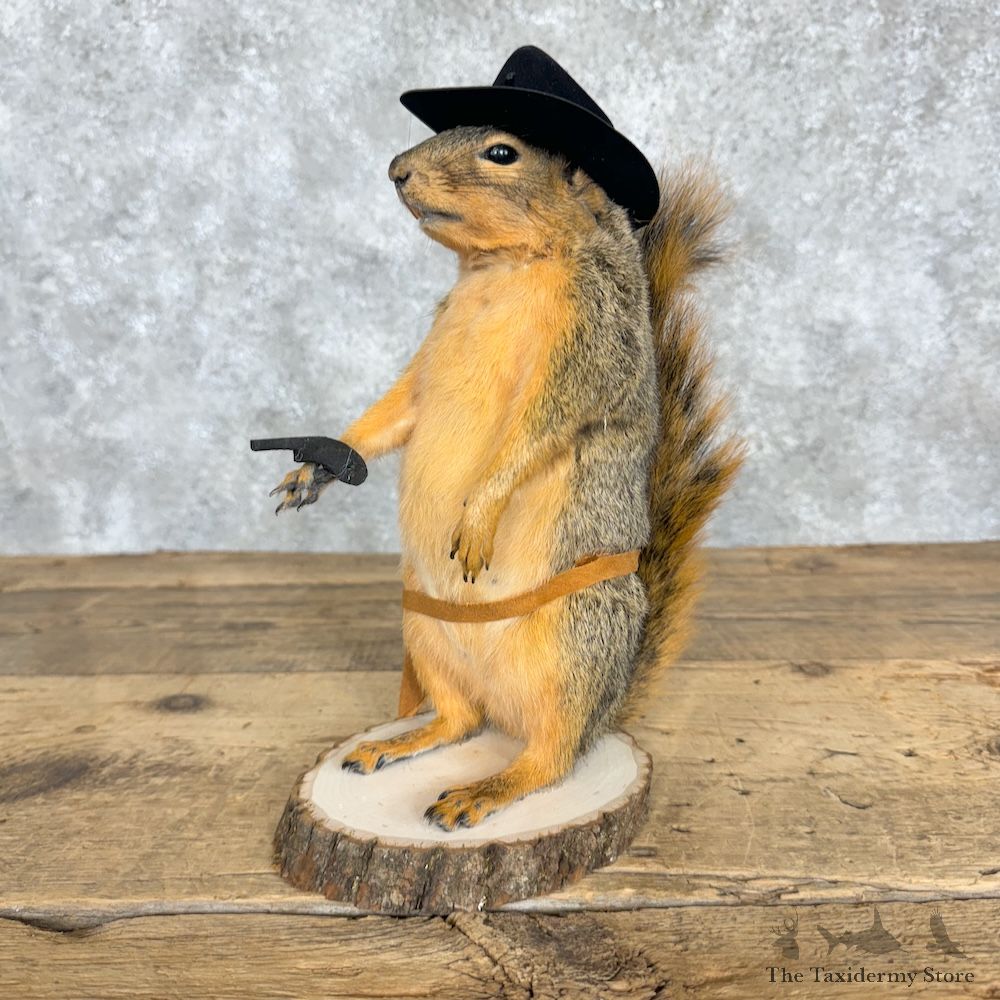 Cowboy Fox Squirrel Novelty Mount For Sale #29478 @ The Taxidermy Store